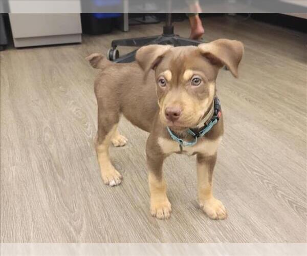Medium Photo #2 American Pit Bull Terrier-Unknown Mix Puppy For Sale in Martinez, CA, USA