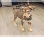 Small Photo #2 American Pit Bull Terrier-Unknown Mix Puppy For Sale in Martinez, CA, USA