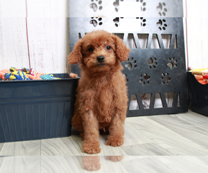 Goldendoodle (Miniature) Puppy for sale in MARIETTA, GA, USA
