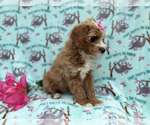 Medium Photo #2 Cock-A-Poo Puppy For Sale in LAKELAND, FL, USA