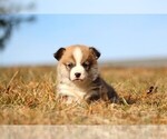 Small #6 Pembroke Welsh Corgi