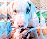 Small Photo #5 Great Dane Puppy For Sale in WILM, NC, USA