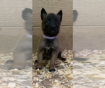 Small Photo #7 Belgian Malinois Puppy For Sale in PALMHURST, TX, USA