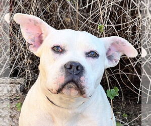 American Staffordshire Terrier-Bulldog Mix Dogs for adoption in Albuquerque, NM, USA