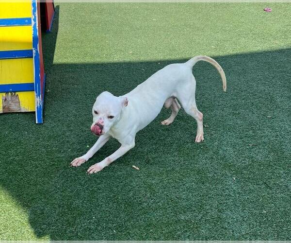 Medium Photo #4 Mutt Puppy For Sale in Rockwall, TX, USA
