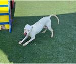 Small #3 Mutt