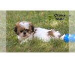 Small #26 Shih Tzu
