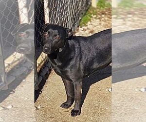 Mutt Dogs for adoption in Crandall, GA, USA