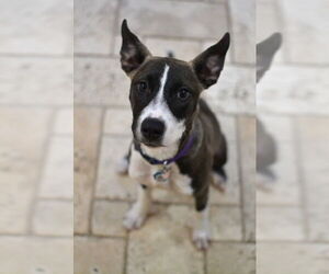 Huskies -Unknown Mix Dogs for adoption in Germanton, TN, USA