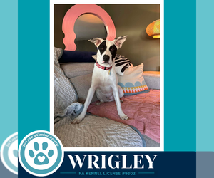 Mutt Dogs for adoption in Kimberton, PA, USA