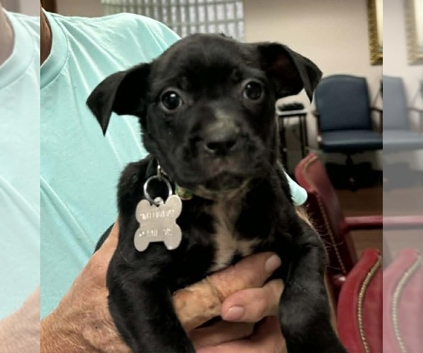 Medium Photo #5 Mutt Puppy For Sale in Holly Springs, NC, USA