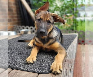 German Shepherd Dog-Unknown Mix Dogs for adoption in Minneapolis, MN, USA