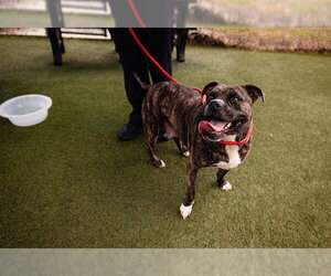 *MISS RUBY - Female Mutt Dog for Adoption - Photo #6