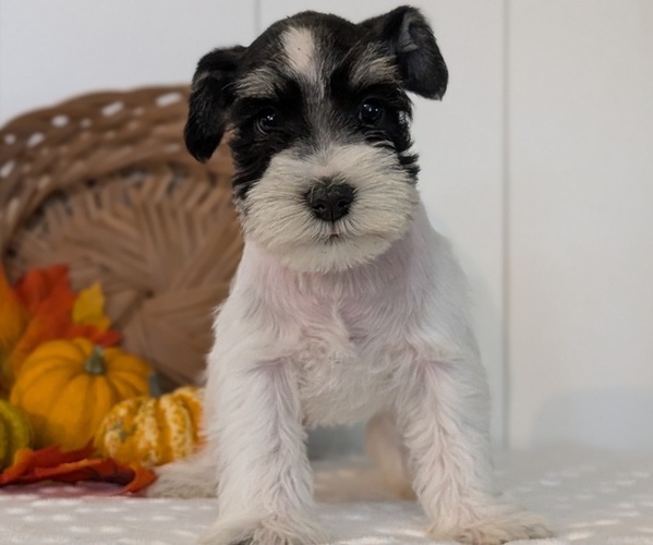 Medium Photo #11 Schnauzer (Miniature) Puppy For Sale in GOSHEN, IN, USA
