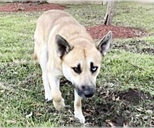 Medium Photo #2 Siberian Husky Puppy For Sale in Houston, TX, USA