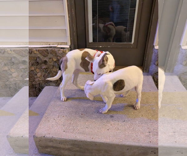 Medium Photo #3 Siberian Husky-Staffordshire Bull Terrier Mix Puppy For Sale in Aurora, CO, USA