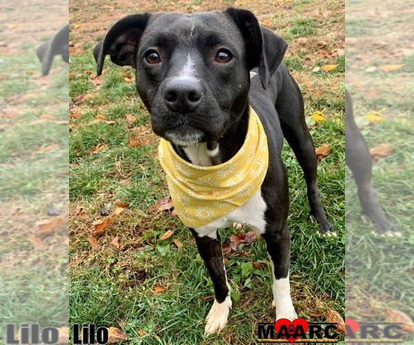 Medium Photo #2 Mutt Puppy For Sale in Maryville, TN, USA