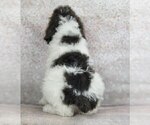 Small Photo #4 Poodle (Standard) Puppy For Sale in WARSAW, IN, USA