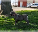 Small #2 Cane Corso