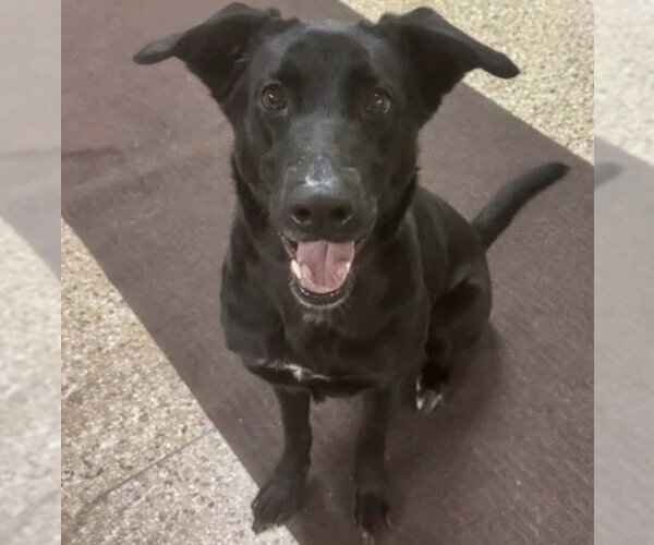 Medium Photo #1 Labrador Retriever-Unknown Mix Puppy For Sale in Williamsburg, IA, USA