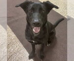Small Labrador Retriever Mix