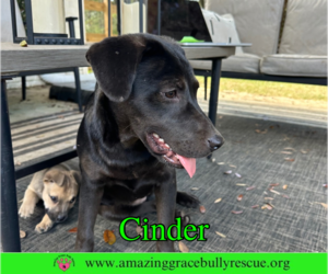 Cinder - Female Labrador Retriever-Unknown Mix Dog for Adoption - Photo #5