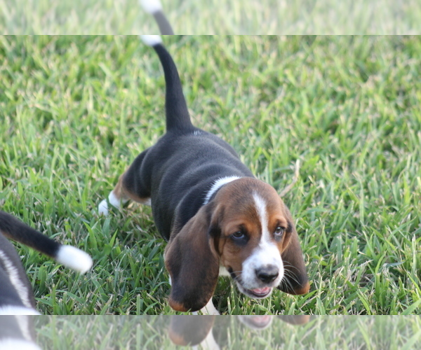 Medium Photo #19 Basset Hound Puppy For Sale in MEMPHIS, MO, USA