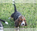 Small Photo #19 Basset Hound Puppy For Sale in MEMPHIS, MO, USA