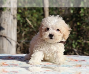 Poodle (Miniature) Puppy for sale in DYERSBURG, TN, USA