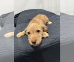 Small #1 American Pit Bull Terrier-Miniature Schnauzer Mix