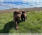 Small Photo #10 Labrador Retriever Puppy For Sale in JANESVILLE, WI, USA
