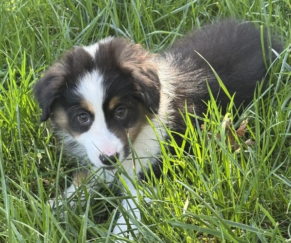 Medium Photo #10 Miniature American Shepherd Puppy For Sale in NOLENSVILLE, TN, USA