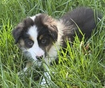 Small #9 Miniature American Shepherd