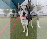 Small #1 Siberian Husky Mix