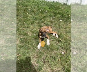 Boxer Puppy for sale in NAUGATUCK, CT, USA
