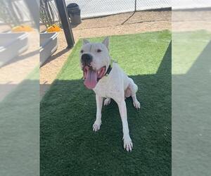 Dogo Argentino Dogs for adoption in HESPERIA, CA, USA