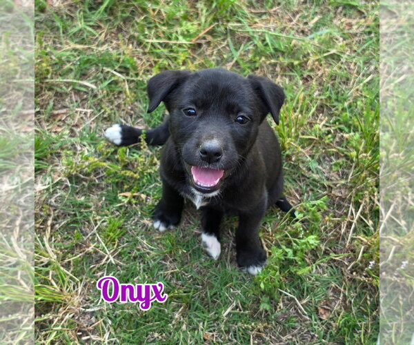 Medium Photo #1 Labsky Puppy For Sale in Blacksburg, SC, USA