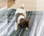 Small Photo #15 German Shorthaired Pointer Puppy For Sale in WOODLAND PARK, CO, USA