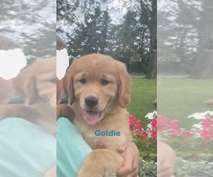 Golden Retriever Puppy for Sale in BURNS, Kansas USA