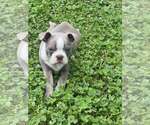 Puppy DUECE Boston Terrier