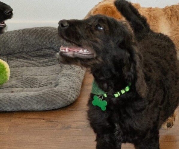 Medium Photo #1 Labradoodle Puppy For Sale in BRUSH PRAIRIE, WA, USA
