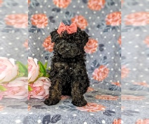 Poodle (Miniature) Puppy for sale in KIRKWOOD, PA, USA