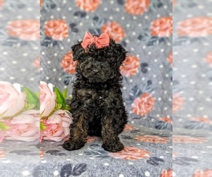 Poodle (Miniature) Puppy for sale in KIRKWOOD, PA, USA