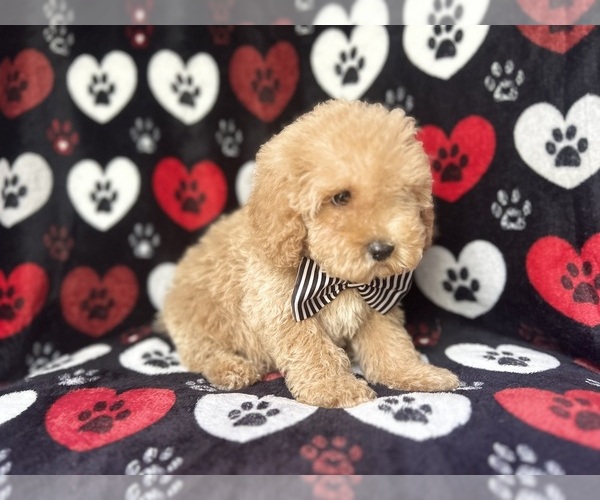 Medium Photo #3 Cock-A-Poo Puppy For Sale in LAKELAND, FL, USA