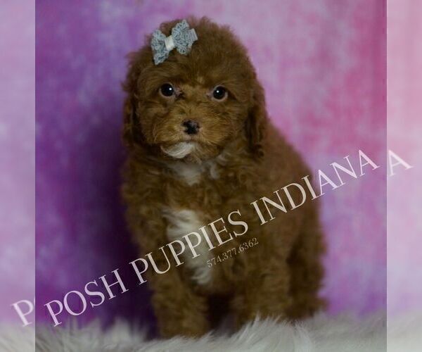 Medium Photo #31 Maltipoo (Miniature) Puppy For Sale in WARSAW, IN, USA