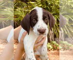 Small Photo #8 German Shorthaired Pointer Puppy For Sale in SARASOTA, FL, USA