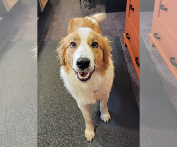 Medium Photo #5 Collie-Unknown Mix Puppy For Sale in Wakefield, RI, USA