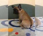 Small Photo #10 French Bulldog Puppy For Sale in BAY VIEW, WI, USA