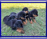 Small Photo #4 Rottweiler Puppy For Sale in COLUMBIA, TN, USA