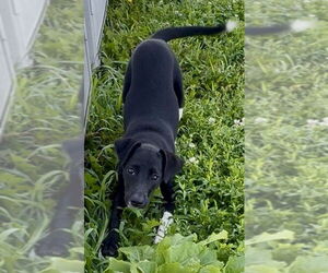Beagle-Unknown Mix Dogs for adoption in Sistersville, WV, USA